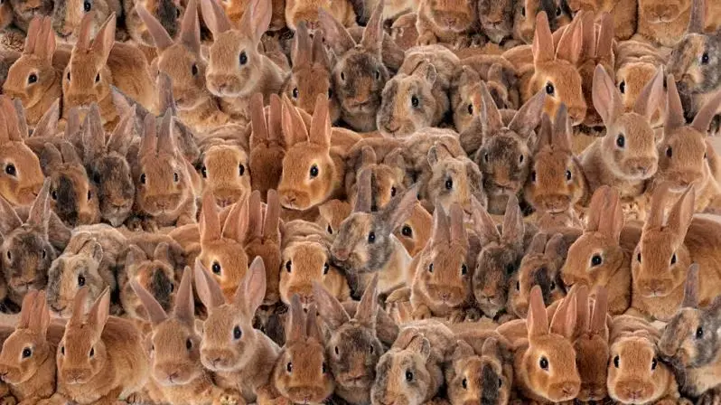 بازی فکری: بچه گربه بین خرگوش‌ها کجاست؟ از هر ۲۷۰ نفر، ۱۷ نفر میتونن پیدا کنند