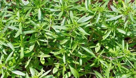 این سبزی دم دستی و ارزان برای تقویت کلیه و کبد، مو، پیشگیری از هر نوع بیماری مفید است