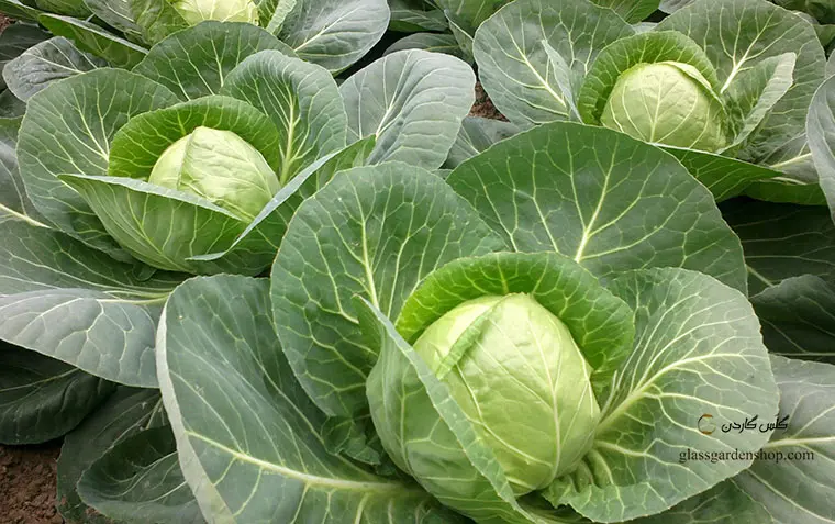 سلامت قلبت و با کلم پیچ پمپاژ کن!