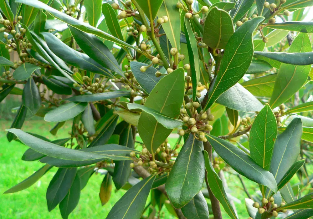 دمنوش این گیاه درمان عفونت‌های ادراری،سلامت دستگاه گوارش و درمان بی خوابی است