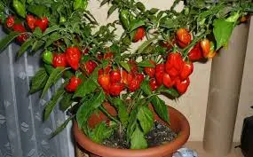 آموزش کاشت فلفل دلمه در گلدان