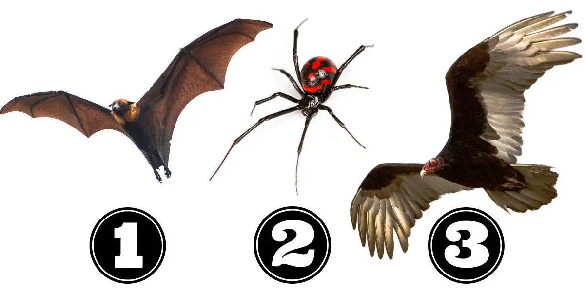 تست شخصیت شناسی | یکی از این سه حیوان تاریک ترین و مرموزترین بخش درونی شما رو فاش میکنه