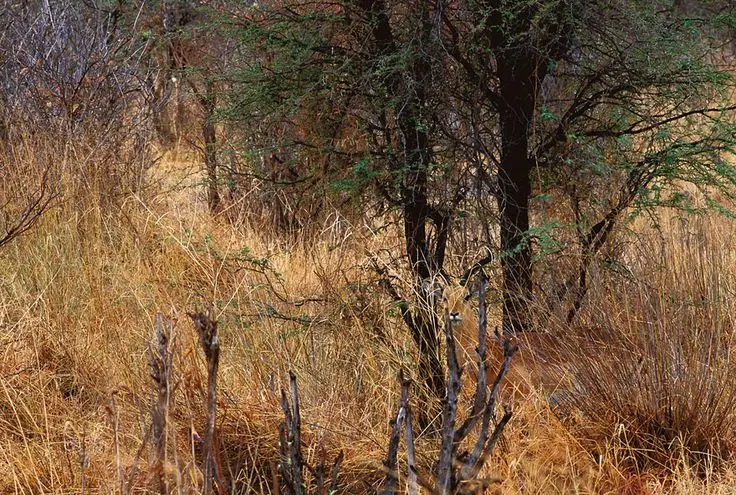 بازی فکری : از هر 1 میلیون نفر فقط 1 نفر حیوان مخفی شده را می بیند!شما چطور؟