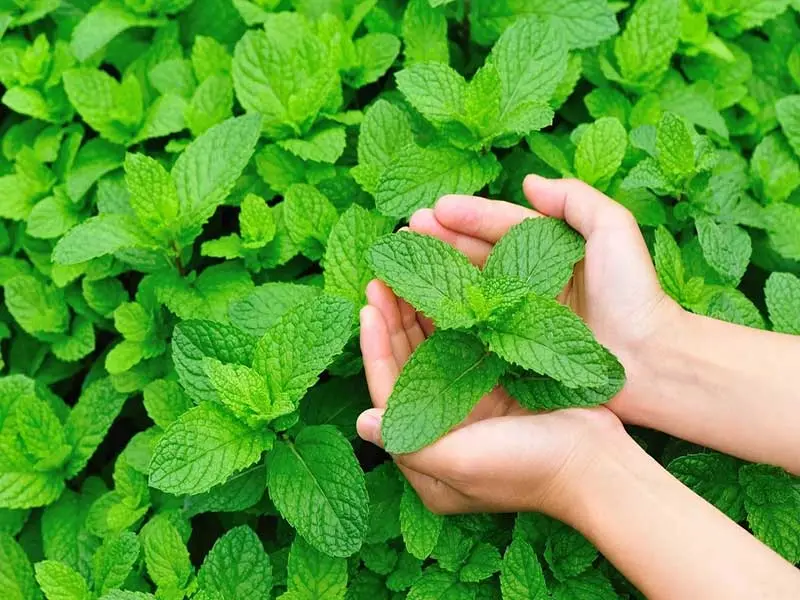 این گیاه معطر باعث کاهش درد و رفع گرفتگی مجاری تنفسی می شود