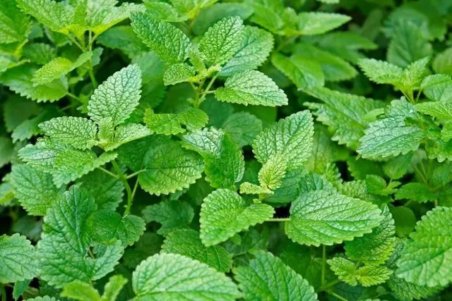  تمام مشکلات بی حالی شما با این دانه تاریخی ای از بین می رود 