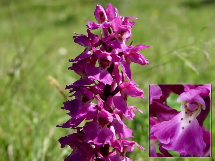  این گیاه عربی قاتل تمام عفونت ها، حساسیت ها و آنفولانزا است + بهبود اخلاط خونی 