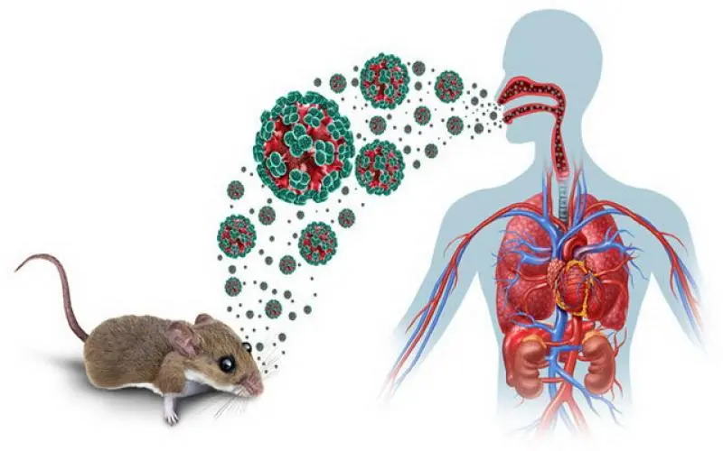 هانتاویروس | همه چیز درباره ویروس مرگبار هانتاویروس
