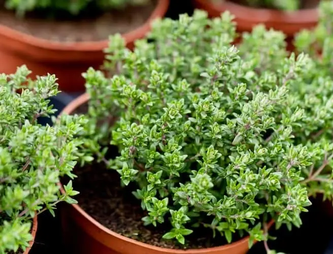 این ادویه مردانه تنظیم کننده فشار خون و کلسترول است / جلوگیری از تاسی و ریزش مو تا بهبود عملکرد جنسی 