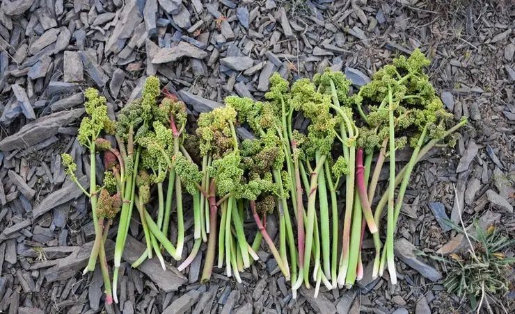  افرادی که بیماری کبد را دارند با مصرف این سبزی پر مصرف بهاری بدون علائم دچار مرگ می شوند 