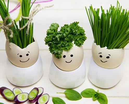 میخوای سبزه عیدت زودتر رشد کنه؟ این دانه رو بکار | سبزه عید رو چه زمانی بکاریم؟