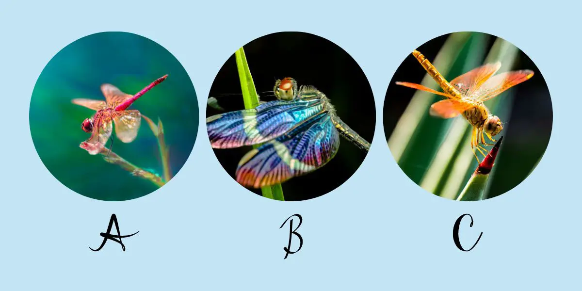 تست شخصیت شناسی | با انتخاب یک سنجاقک بدون که چقدر فضولی