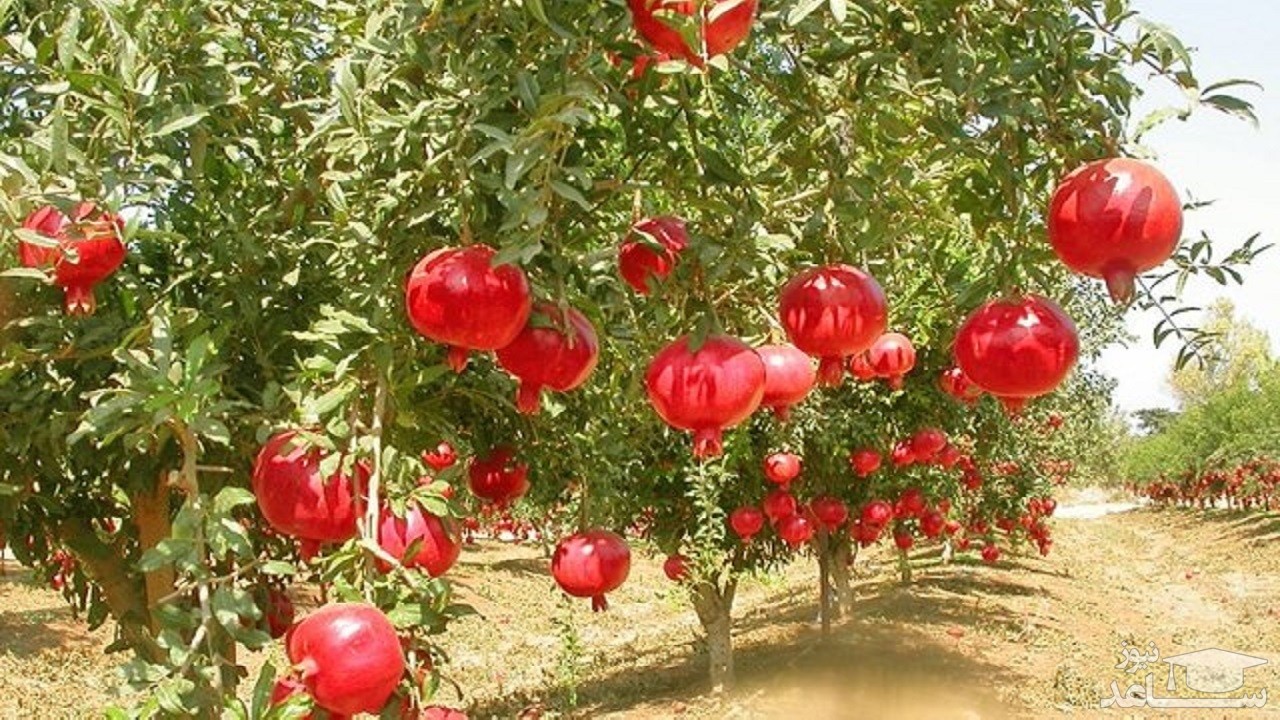 اگر برگ انار را به رژیم غذایی خود اضافه کنید، این بیماری ها برطرف می شود!