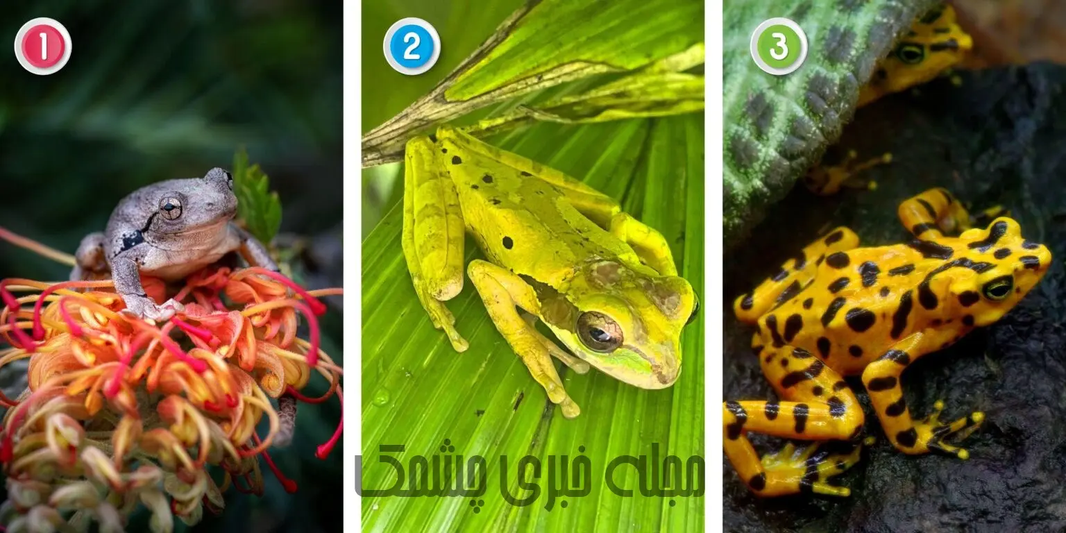 تست شخصیت شناسی | ویژگی منحر به فردت چیه؟ | به نظرت کدوم قورباغه سمی ایه؟