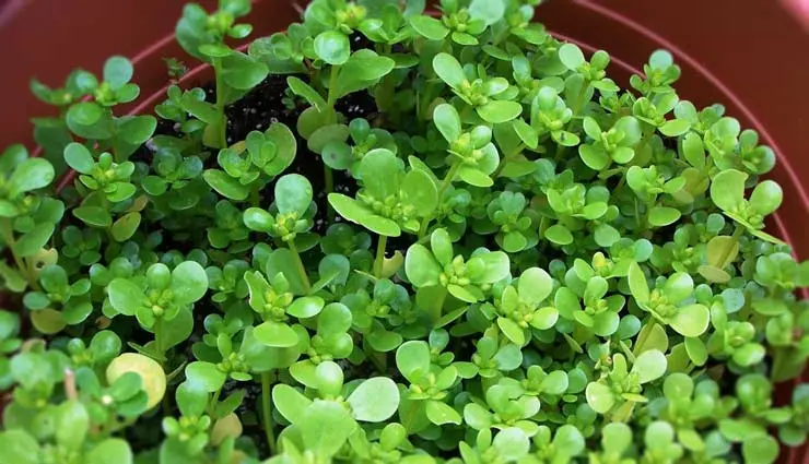 با این گیاه دم دستی و ارزون قیمت تشنگی روزه داری و از بین ببر