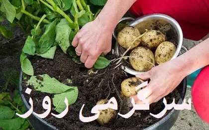 آموزش کاشت سیب‌زمینی در خانه + روش نگهداری