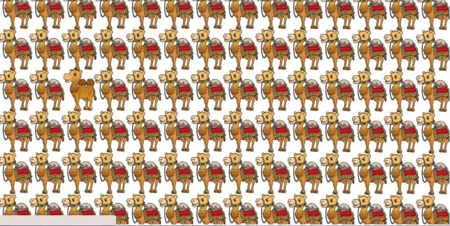 بازی فکری : فقط افراد با استعداد می‌توانند شتر متفاوت را در ۶ ثانیه پیدا کنند!