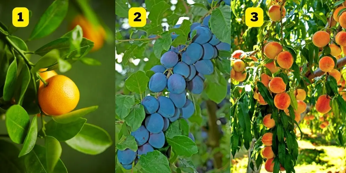 تست شخصیت شناسی | یک درخت انتخاب کن تا بگم تو زندگی مشترک چطور آدمی هستی