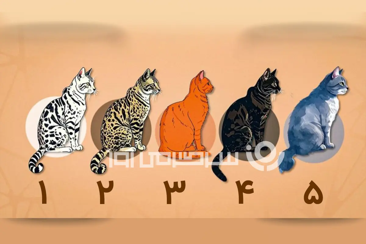 تست شخصیت شناسی: با انتخاب یک گربه بفهمید چقدر تو زندگی خوشحالی!