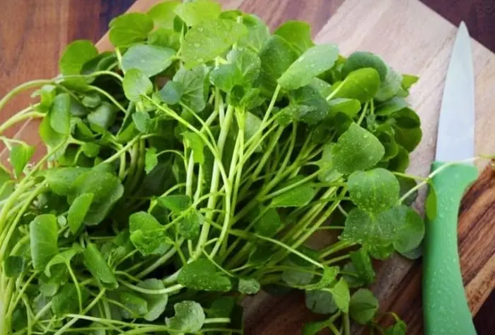  این سبزی درمان کننده سرطان سرشار از ویتامین های E ، C ، B ، A ، ایزوتیوزینات و اسیدهای چرب امگا 3 