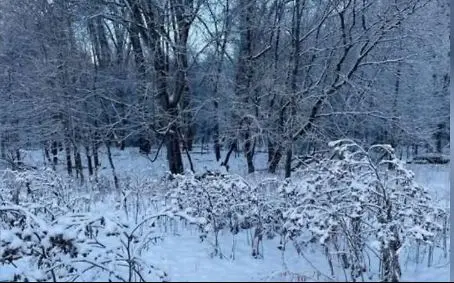 بازی فکری: این آزمون تست خلبانی آمریکاست؛ برای پیدا کردن سگ فقط ۸ ثانیه زمان دارید!