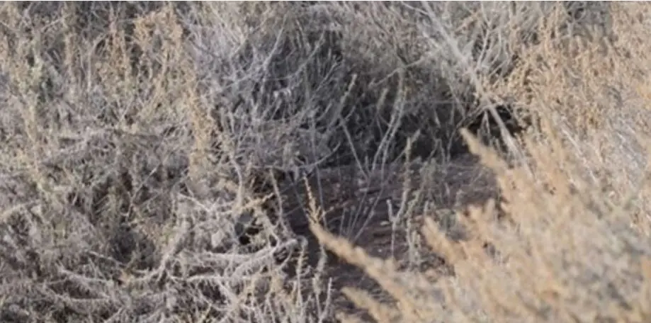 بازی فکری : فقط نابغه‌های واقعی می‌توانند گربه‌ی پنهان در این تصویر را در ۹ ثانیه پیدا کنند!