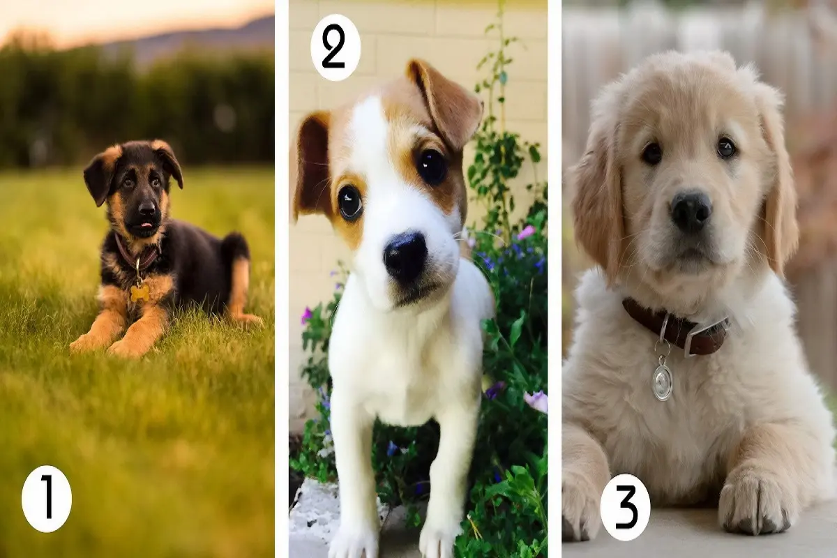 تست شخصیت شناسی | یک سگ انتخاب کن تا بفهمی اطرافیانت چقدر وفادارن