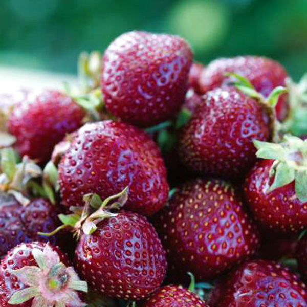 ویدئوی دیدنی/ کاشت توت‌فرنگی در بطری آب معدنی در خانه