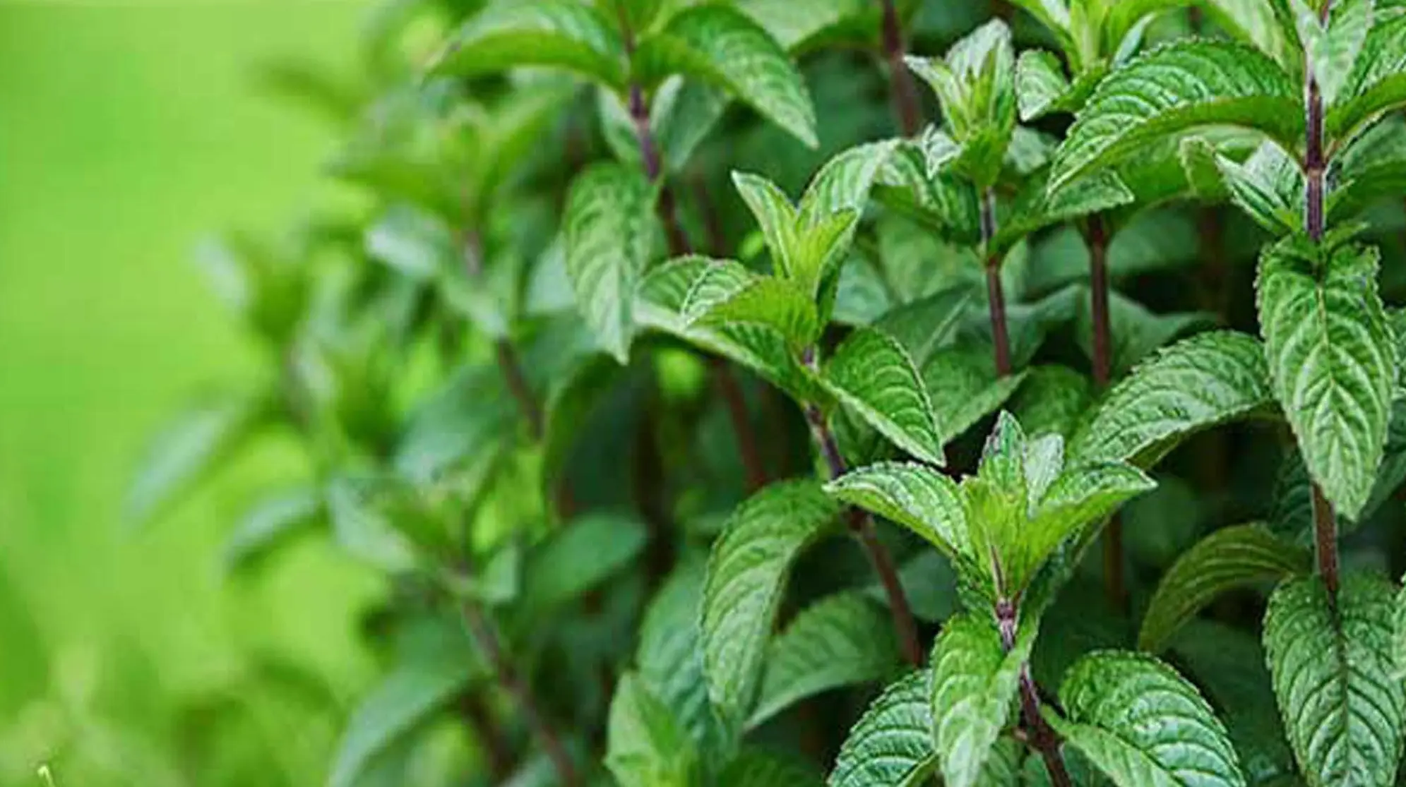  شکم درد، نفخ ، اسهال و یبوست را با این گیاه درمان کنید 