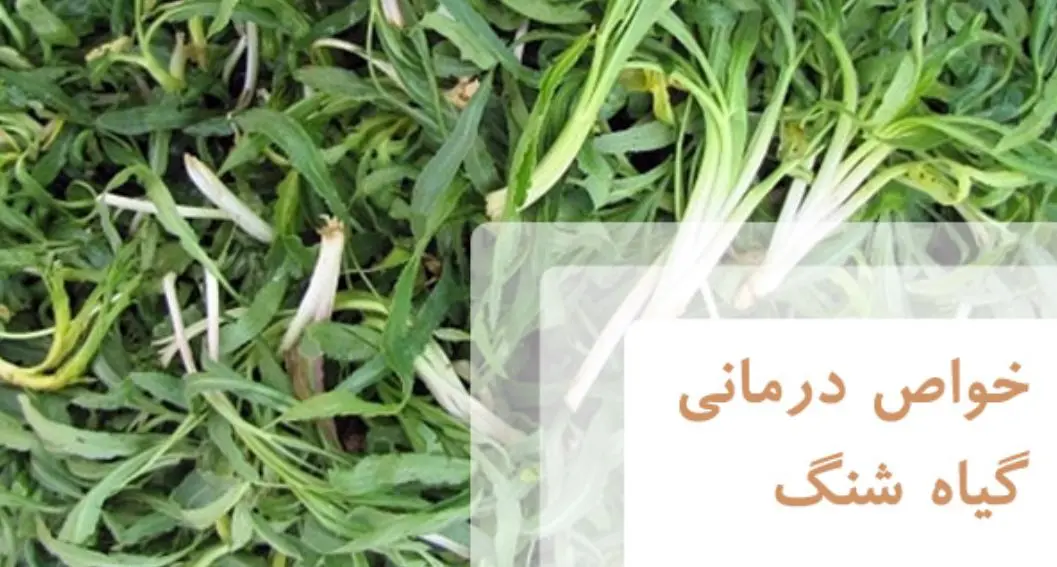 این گیاه ارزان قیمت یک دافع قوی برای سنگ کلیه و ضد عفونی کننده طبیعی بی رقیب است