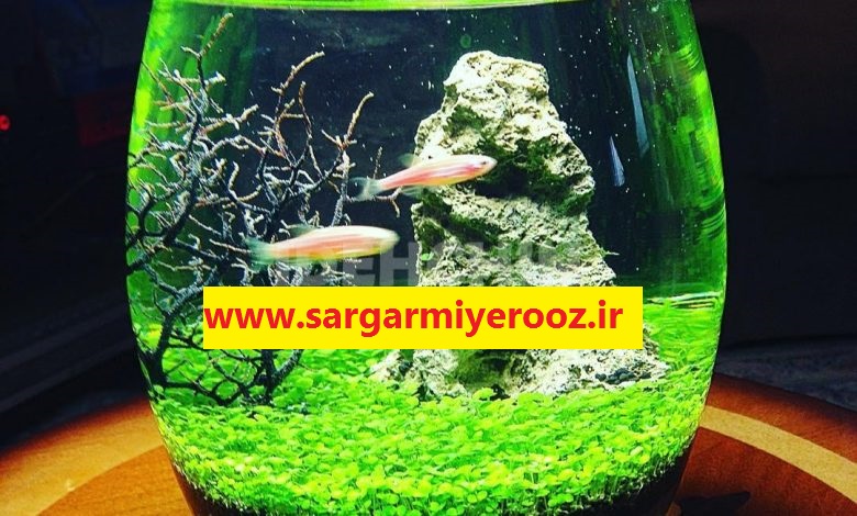 آموزش کاشت سبزه ماش در تنگ ماهی برای عید نوروز 