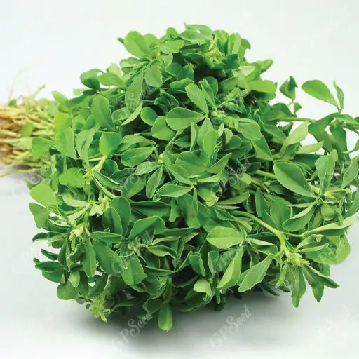 طلای سبز طب سنتی؛  معجزه‌ای برای دیابت و قلب تا افزایش تستوسترون