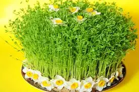 آموزش کاشت سبزه ماش برای عید	