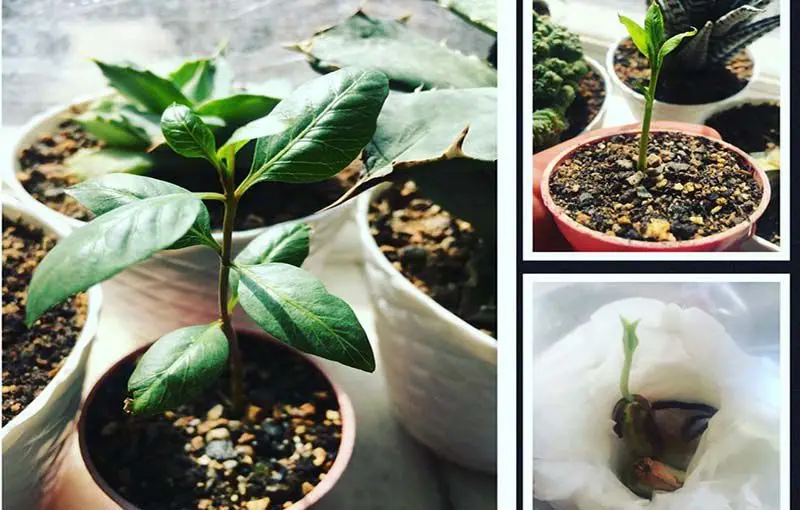 آموزش کاشت پسته خام در گلدان + تجربه واقعی