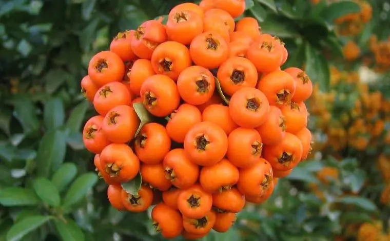 این گیاه درمانگر قلب و کبد شاهان باستان بوده | از مصرف این گیاه برای بهبود کبد و قلب غافل نشوید