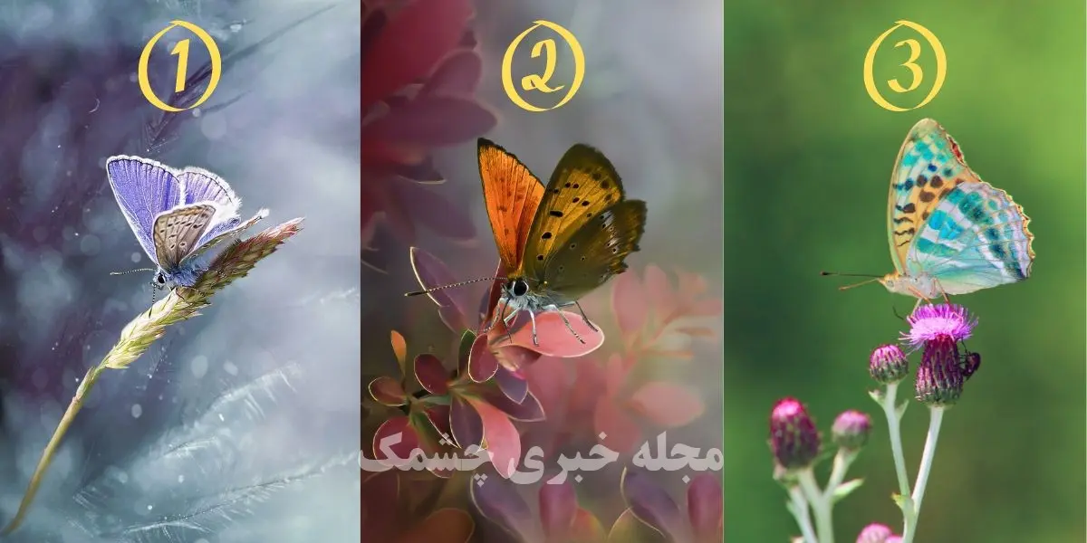 تست شخصیت شناسی | یک پروانه انتخاب کن تا بگم واسه خودت ارزش قائلی یا زندگیتو وقف دیگران میکنی