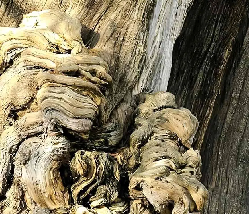 بازی فکری: چالشی برای عاشقان معما؛گربه را در 10 ثانیه پیدا کنید و به همه ثابت کنید که دید خلبانی دارید!