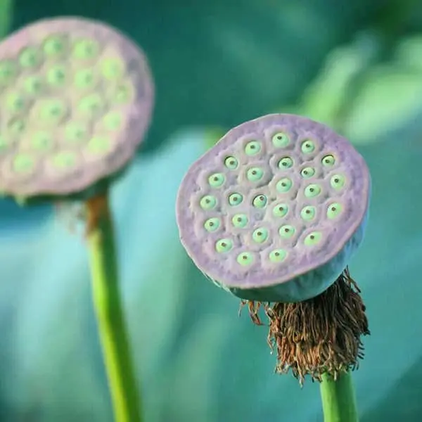 توصیه طب چینی برای درمان دیابت و مشکلات کبدی با مصرف این خوراکی جالب