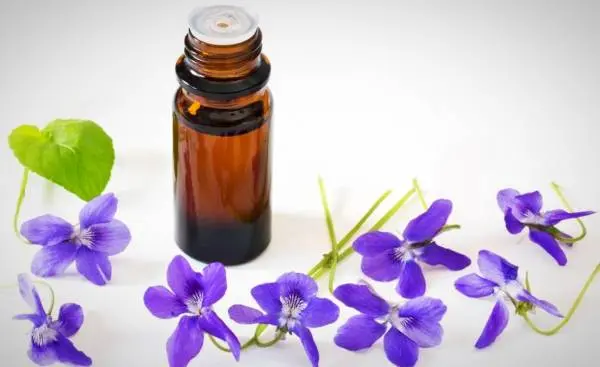  این روغن گیاهی تمام تومورهای مغزی و کل بدن را از بین می برد 