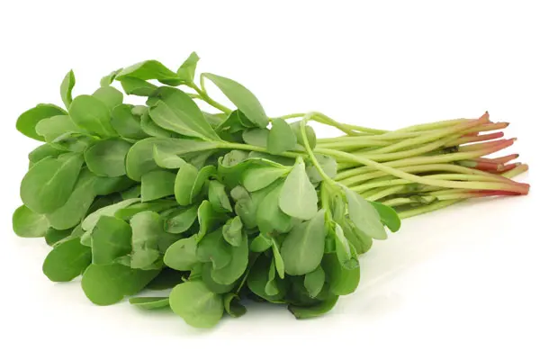 یک دنیا خواص در یک برگ گیاه خرفه | از کاهش قند خون تا تصفیه خون