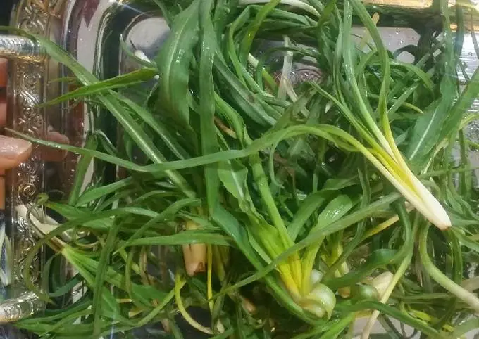 این گیاه درمان تضمینی بواسیر و کم خونی و صرع است