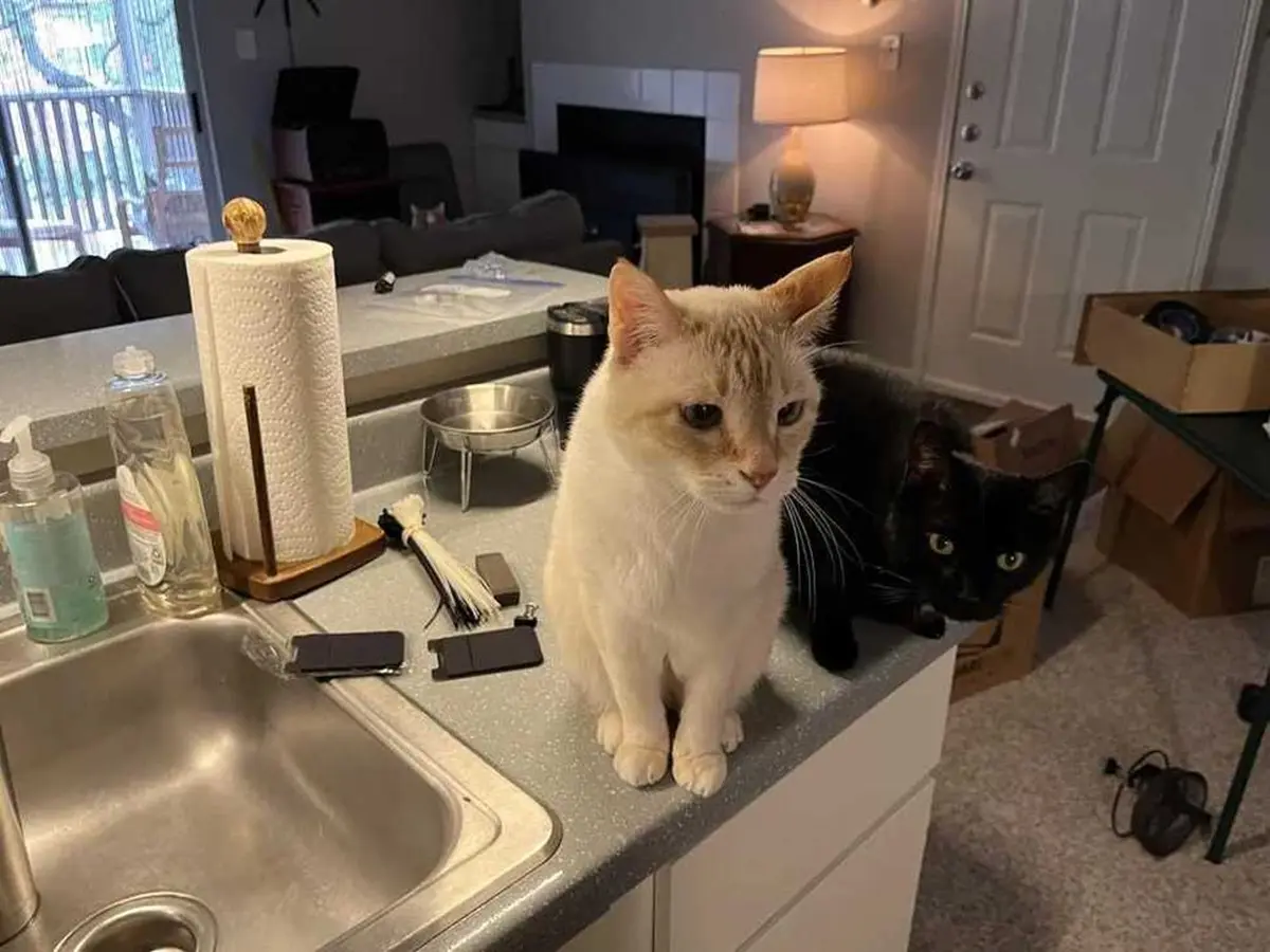 بازی فکری: فقط چشم عقابی ها میتونن هر 4 گربه داخل عکسو پیدا کنن!