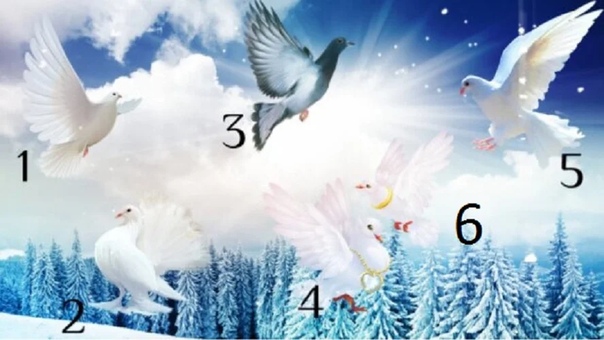 تست شخصیت شناسی : با انتخاب یک کبوتر بفهمید چقدر آرامش درونی دارید!