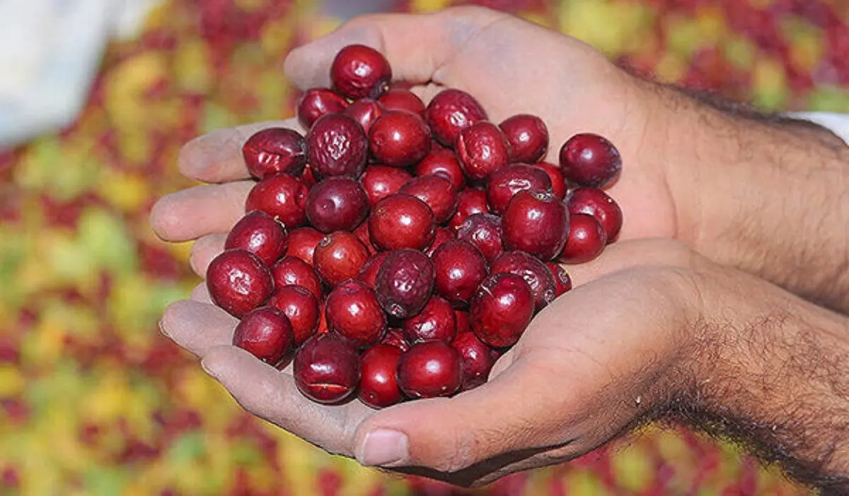 دیابتی ها عناب بخورند یا نه؟ | نحوه مصرف عناب برای کاهش قند خون