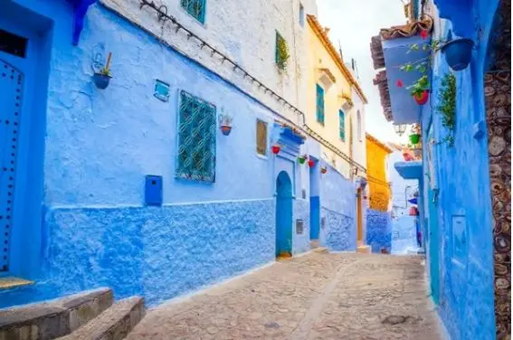 بازی فکری:فقط ۲٪ آدم‌ها می‌تونن گربه پنهان‌شده در تصویر رو ببینن!