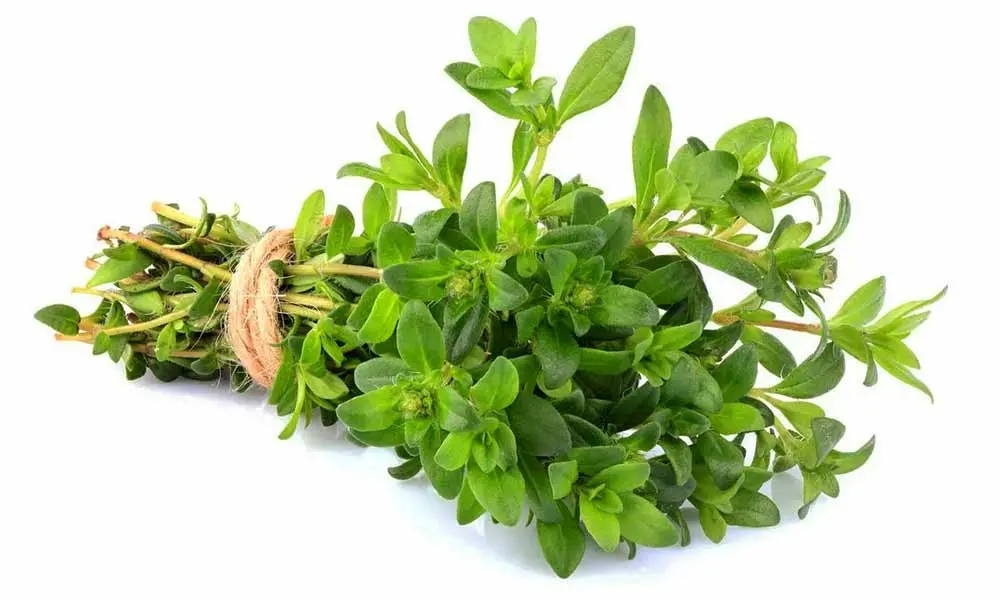 این گیاهان مخصوص پاکسازی کبد شما
