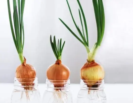 آموزش کاشت پیاز در آب