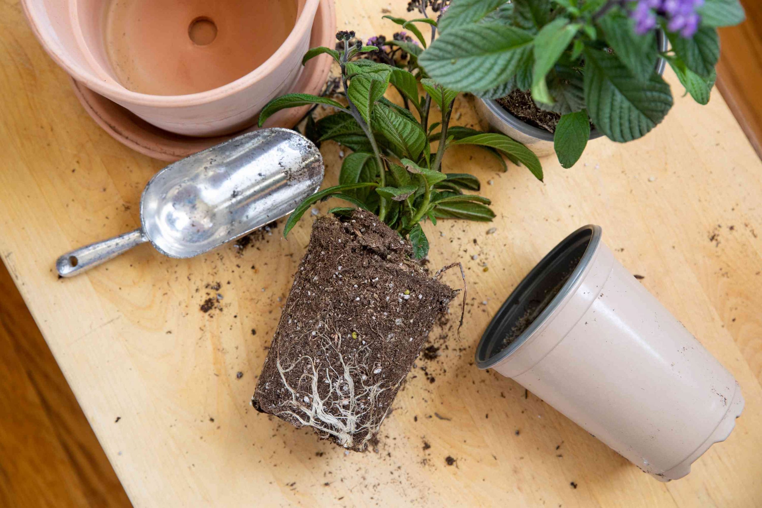 بهترین زمان تعویض گلدان گیاه / گیاهتان را به کشتن ندهید! زمان و روش صحیح تعویض گلدان را بدانید