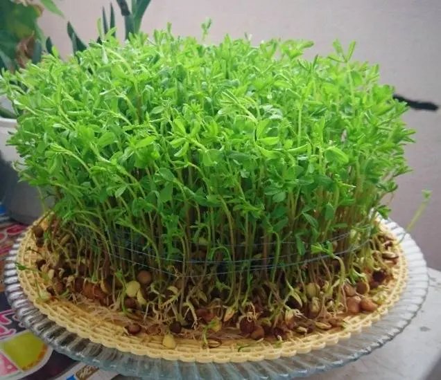 سبزه عید تخم کدو؛ با تخم کدو چطور سبزه بکاریم؟
