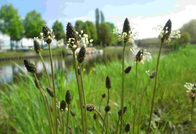 خواص بارهنگ ؛ طریقه مصرف برای درمان سرفه، عفونت و استرس