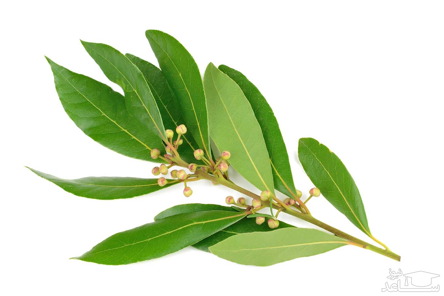  رفع گرفتگی بینی در بهار با یک روش کاملا گیاهی و خانگی | تنفس راحت با این روش طبیعی